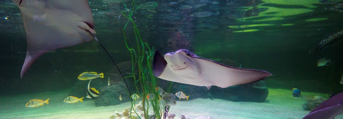 SEA LIFE Loch Lomond | VisitBritain